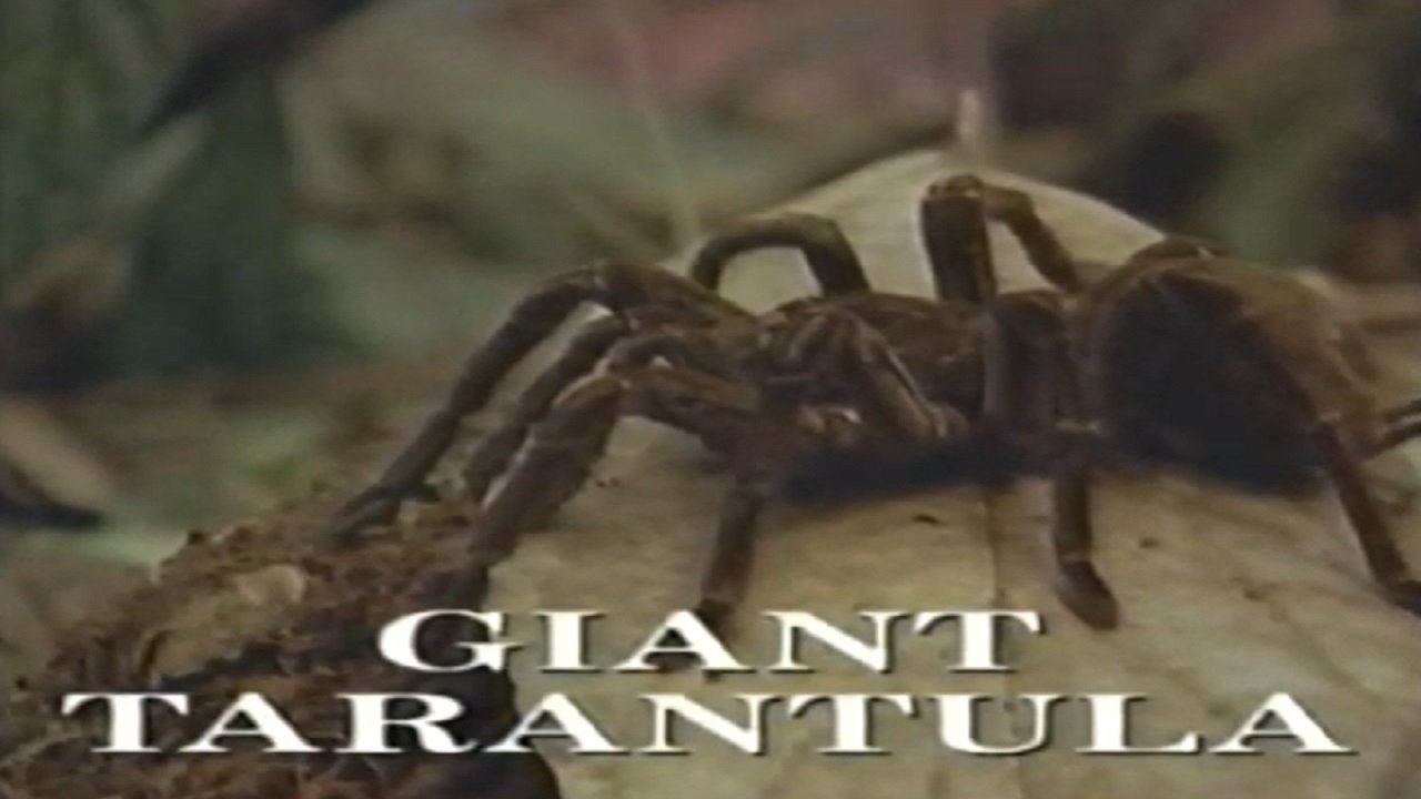 Predators of the Wild: Giant Tarantula|Predators of the Wild: Giant Tarantula