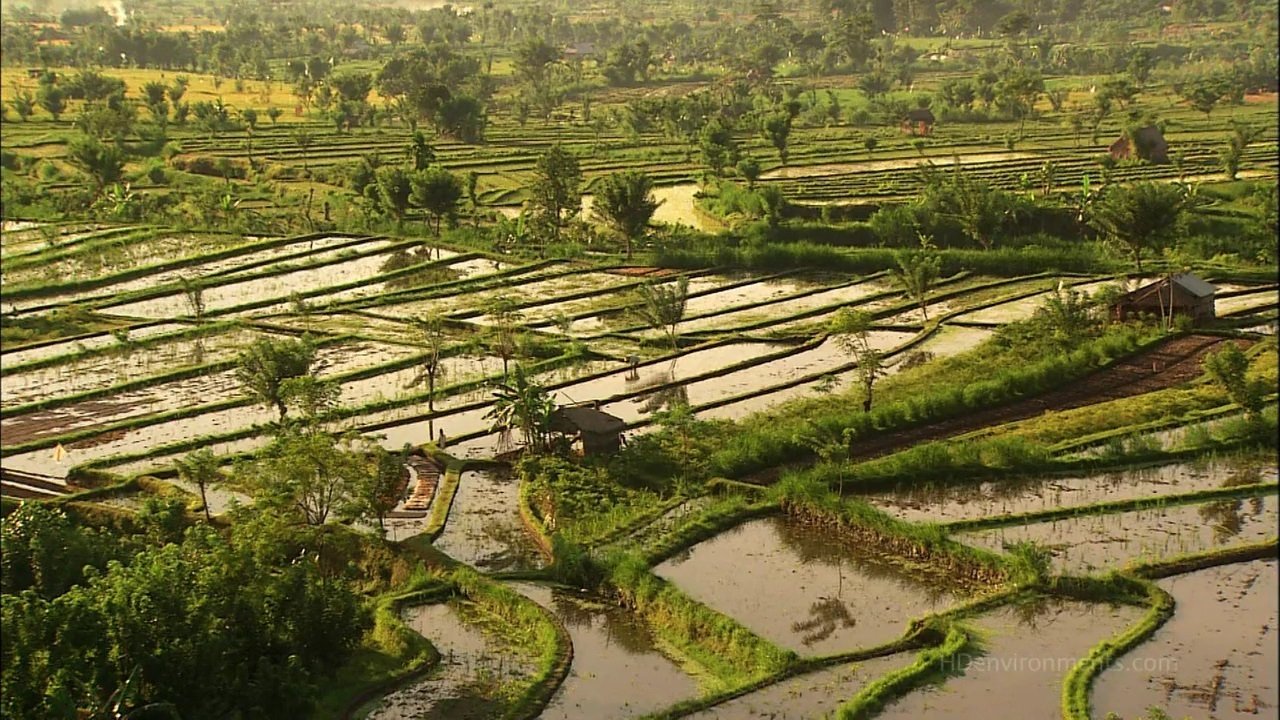 Living Landscapes: Bali|Living Landscapes: Bali