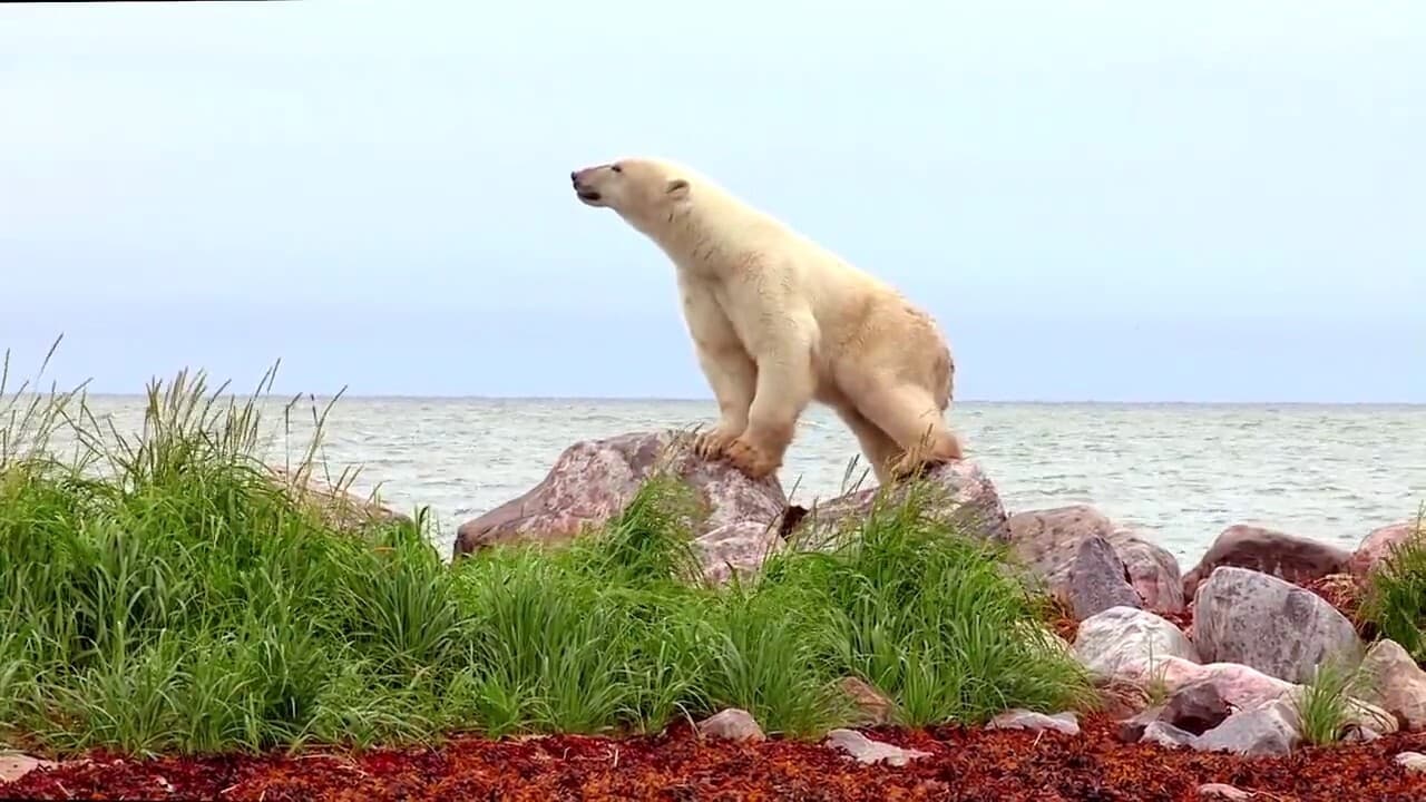 Polar Bears: A Summer Odyssey|Polar Bears: A Summer Odyssey