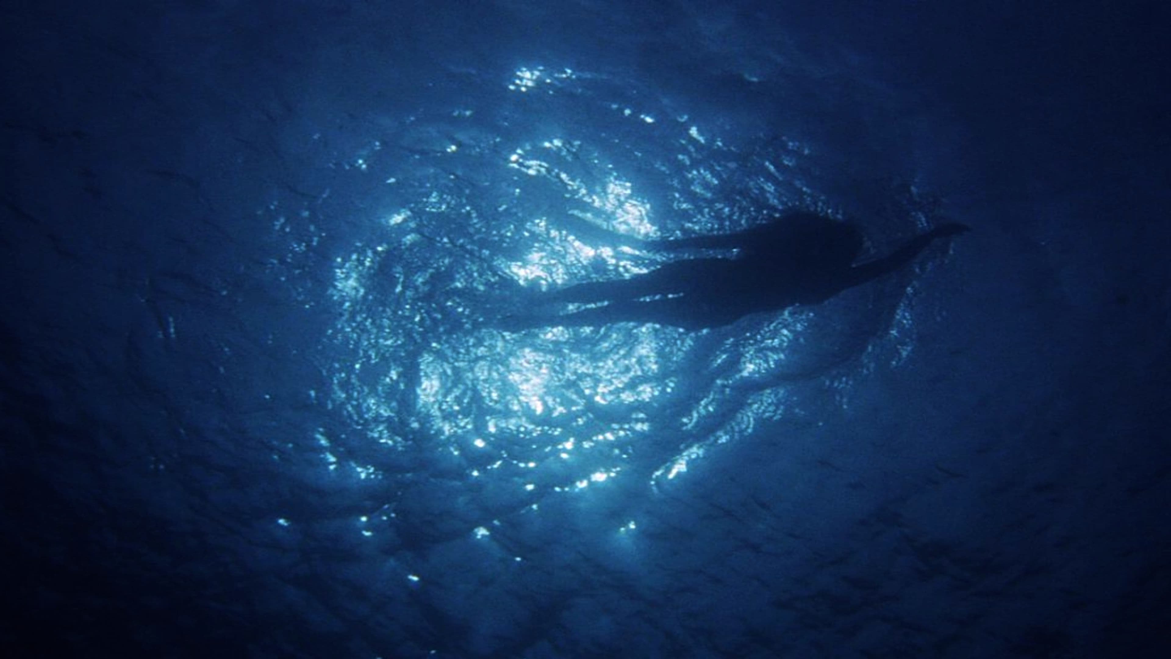 Les dents de la mer, l'histoire d'un succès monstre|Les dents de la mer, l'histoire d'un succès monstre