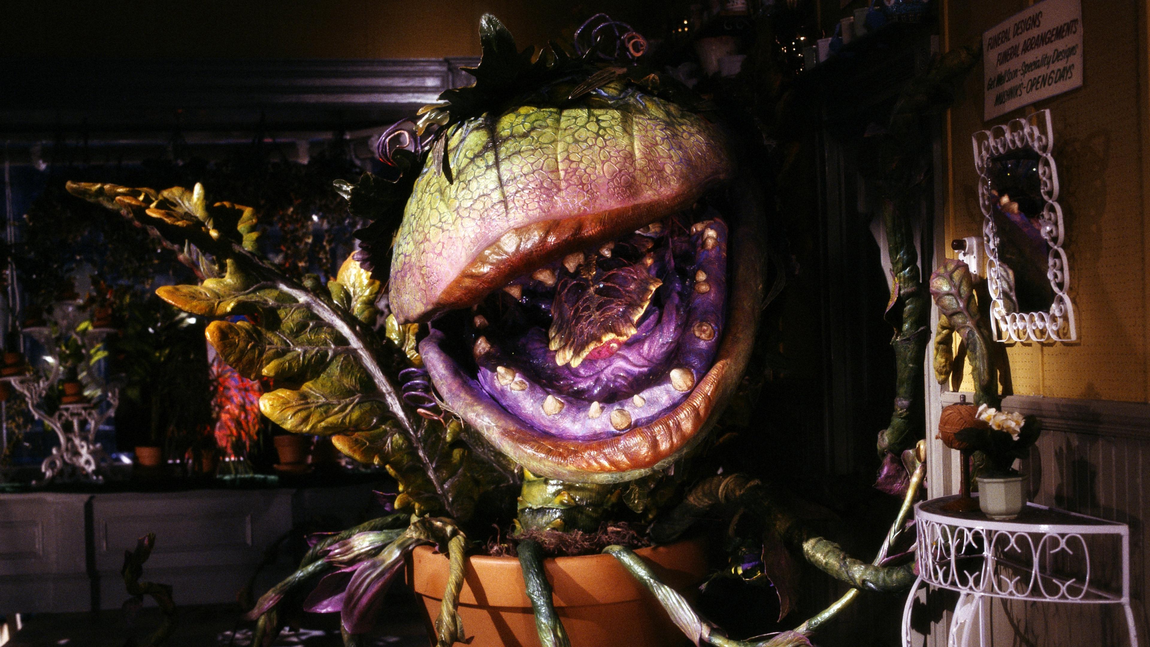 Little Shop of Horrors|Little Shop of Horrors