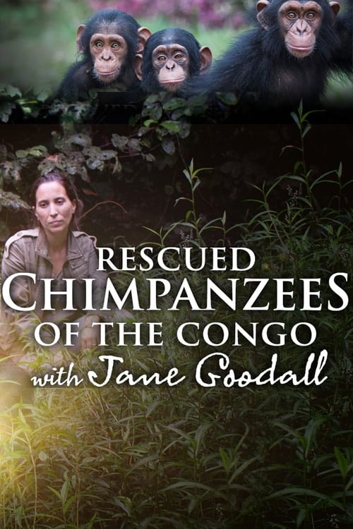 Rescued Chimpanzees of the Congo with Jane Goodall | Rescued Chimpanzees of the Congo with Jane Goodall