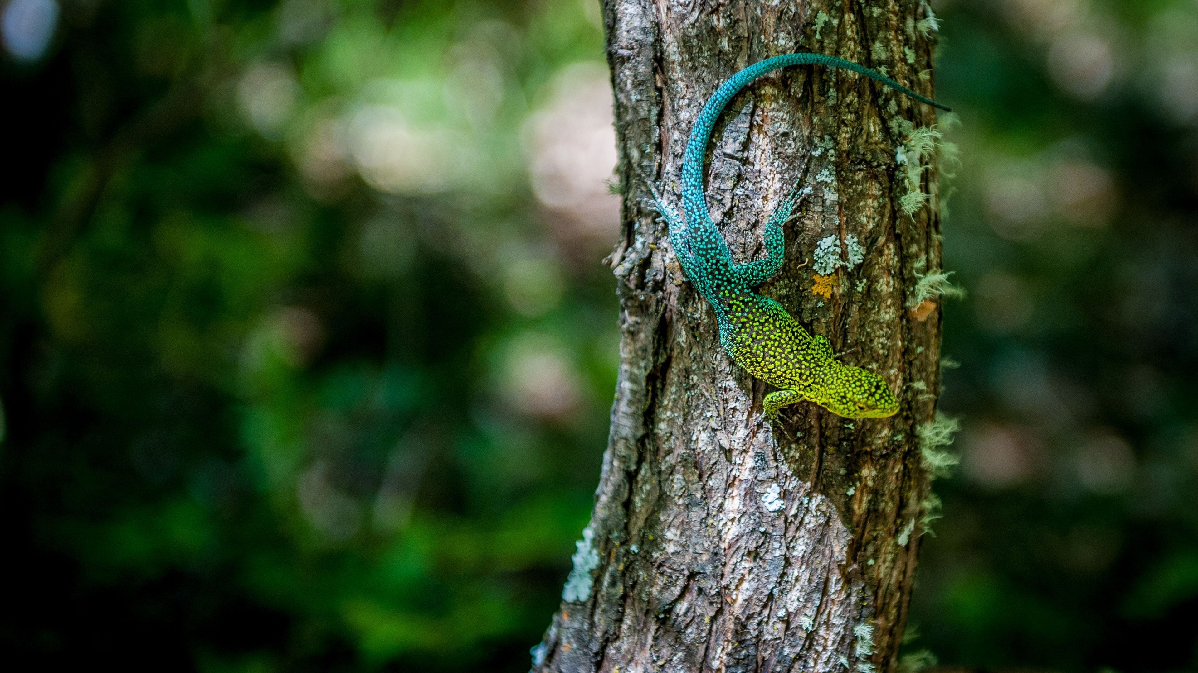 Wild Chile|Wild Chile