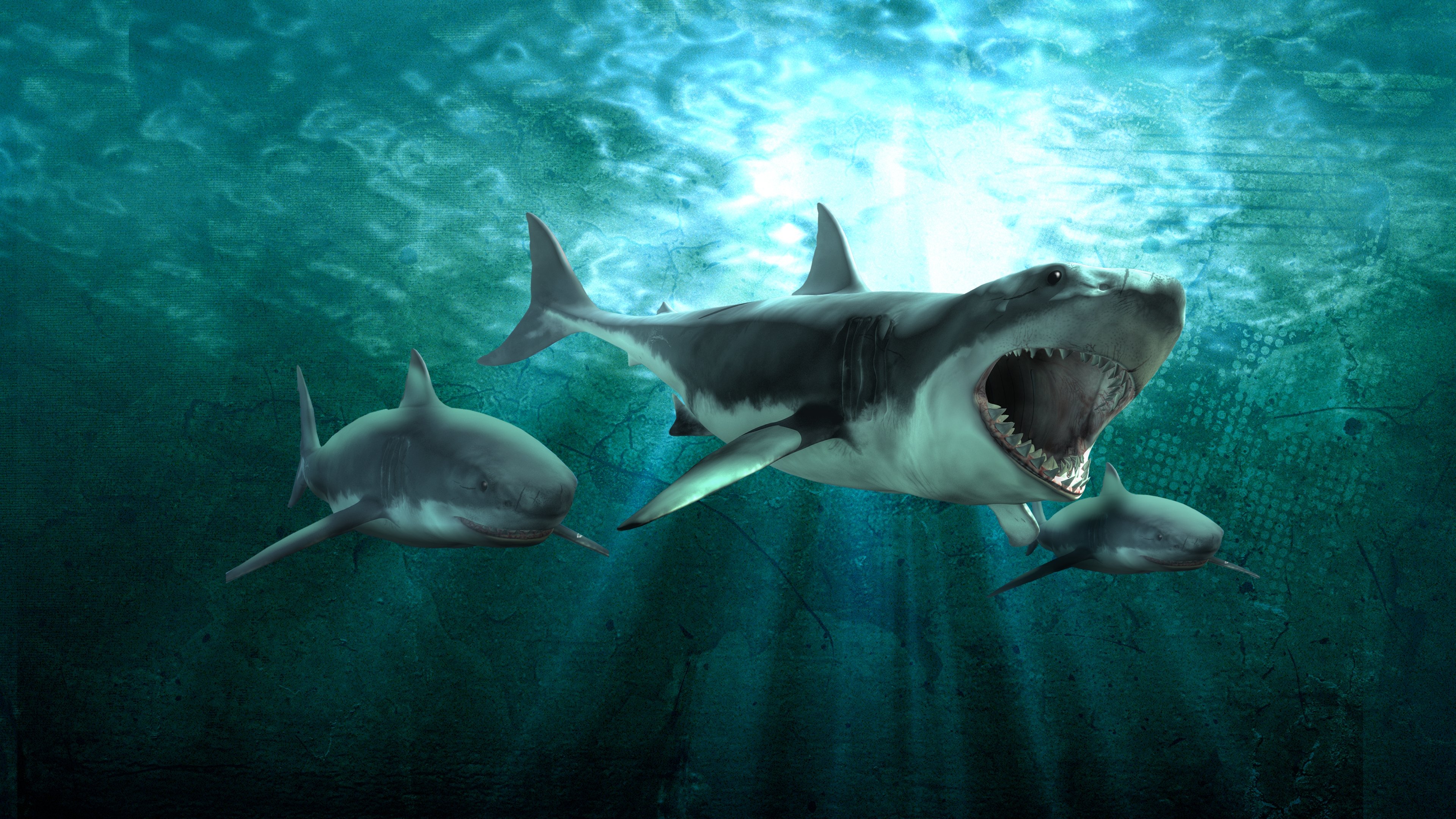 Shark Queens|Shark Queens