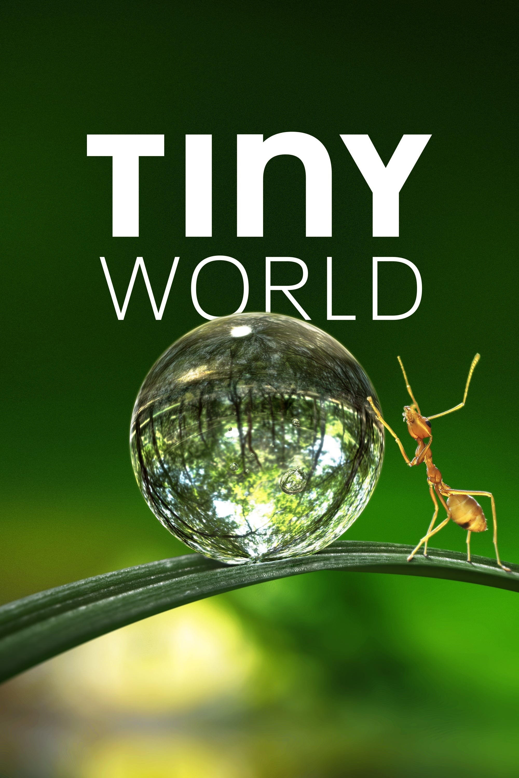 Tiny World | Tiny World