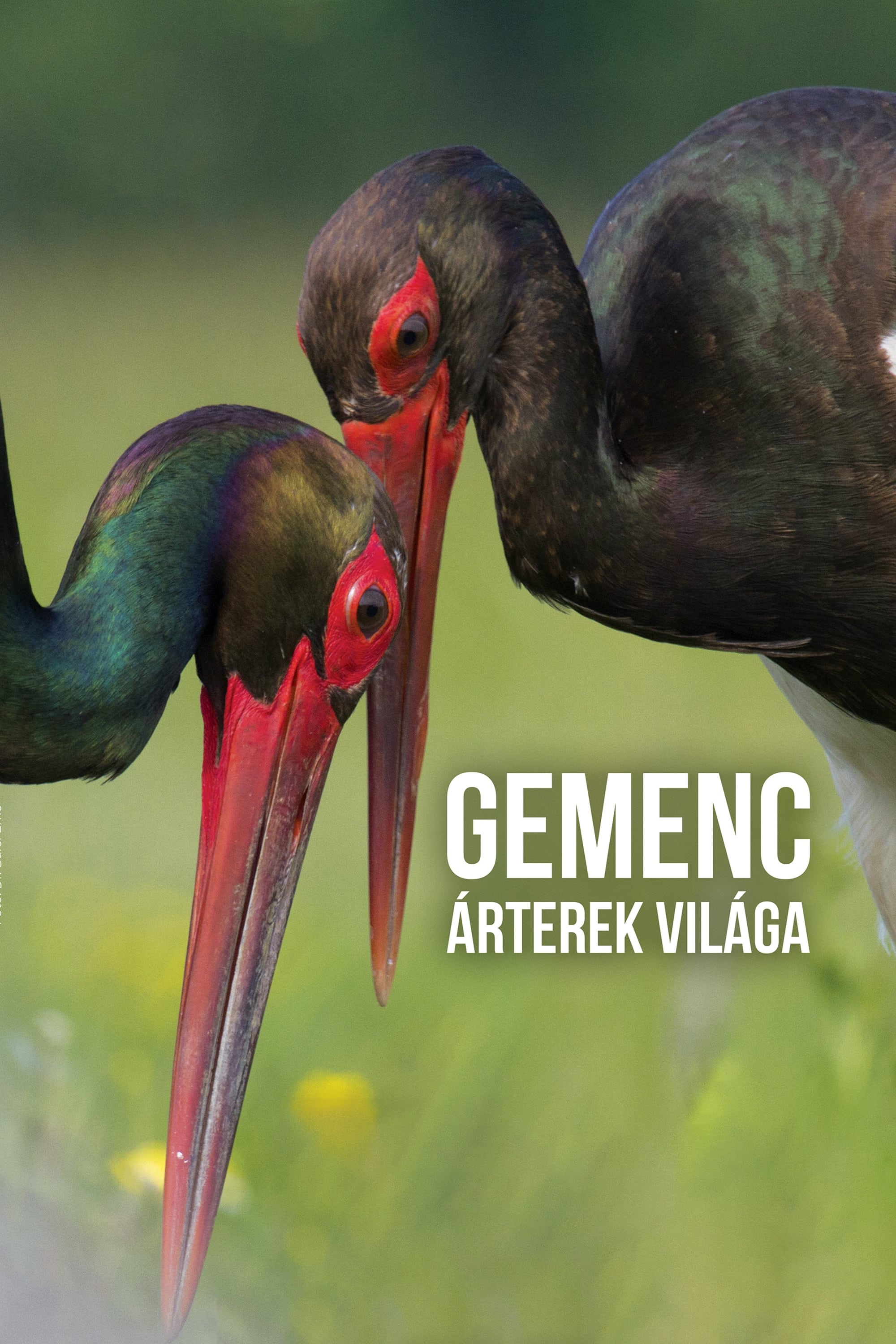 Gemenc - Árterek világa | Gemenc - Árterek világa