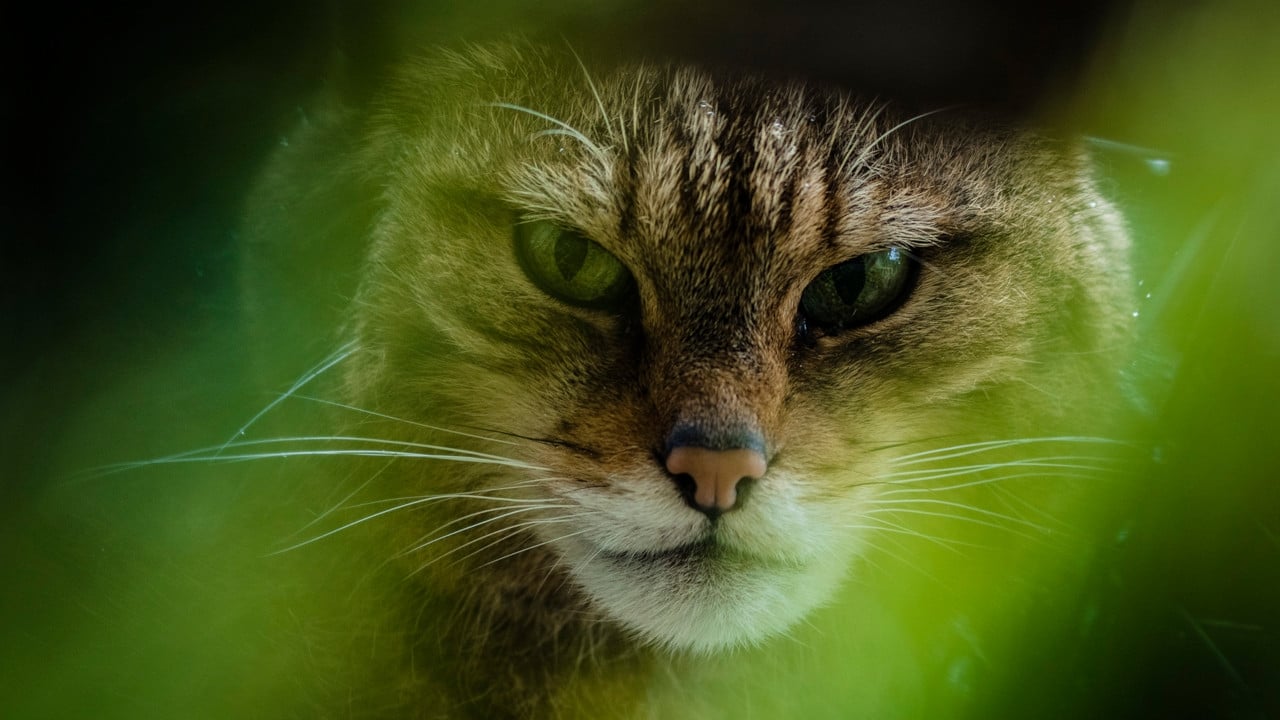 The Tigers of Scotland|The Tigers of Scotland