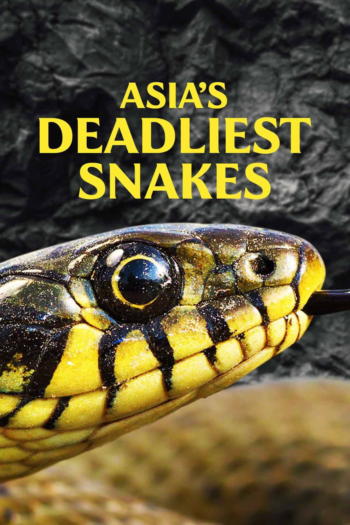 Asia's Deadliest Snakes | Asia's Deadliest Snakes