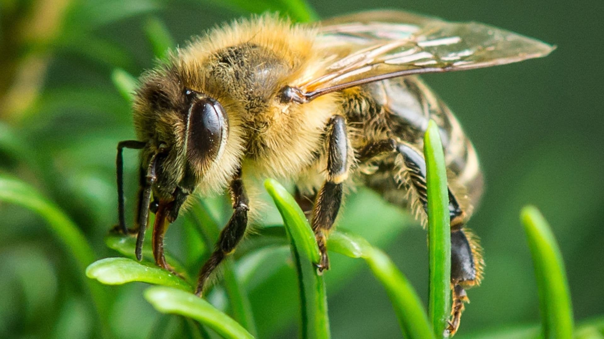 Im Wald der wilden Bienen|Im Wald der wilden Bienen