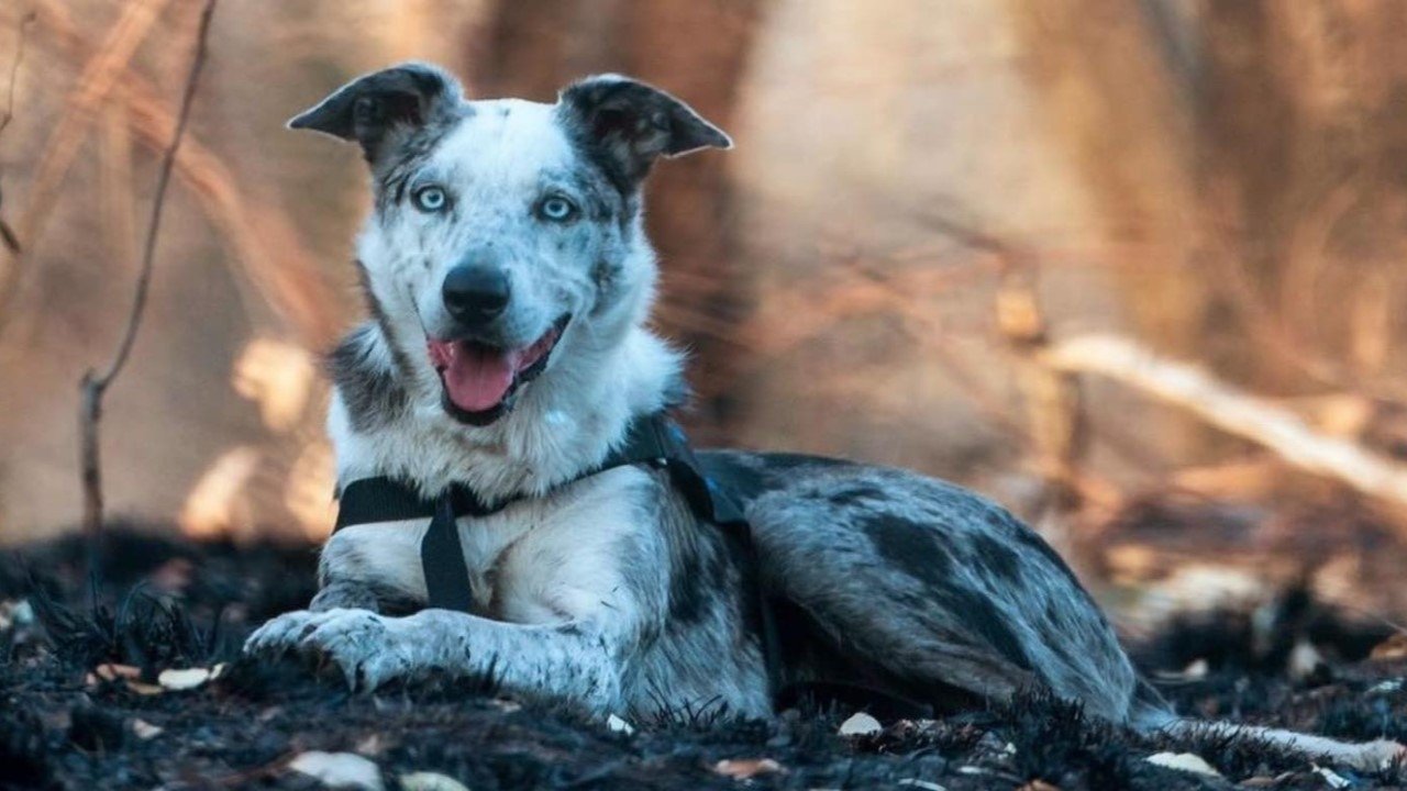 Bear, chien sauveur de koalas|Bear, chien sauveur de koalas