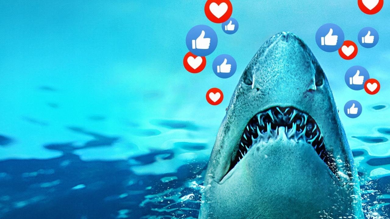 Sharks Gone Viral|Sharks Gone Viral