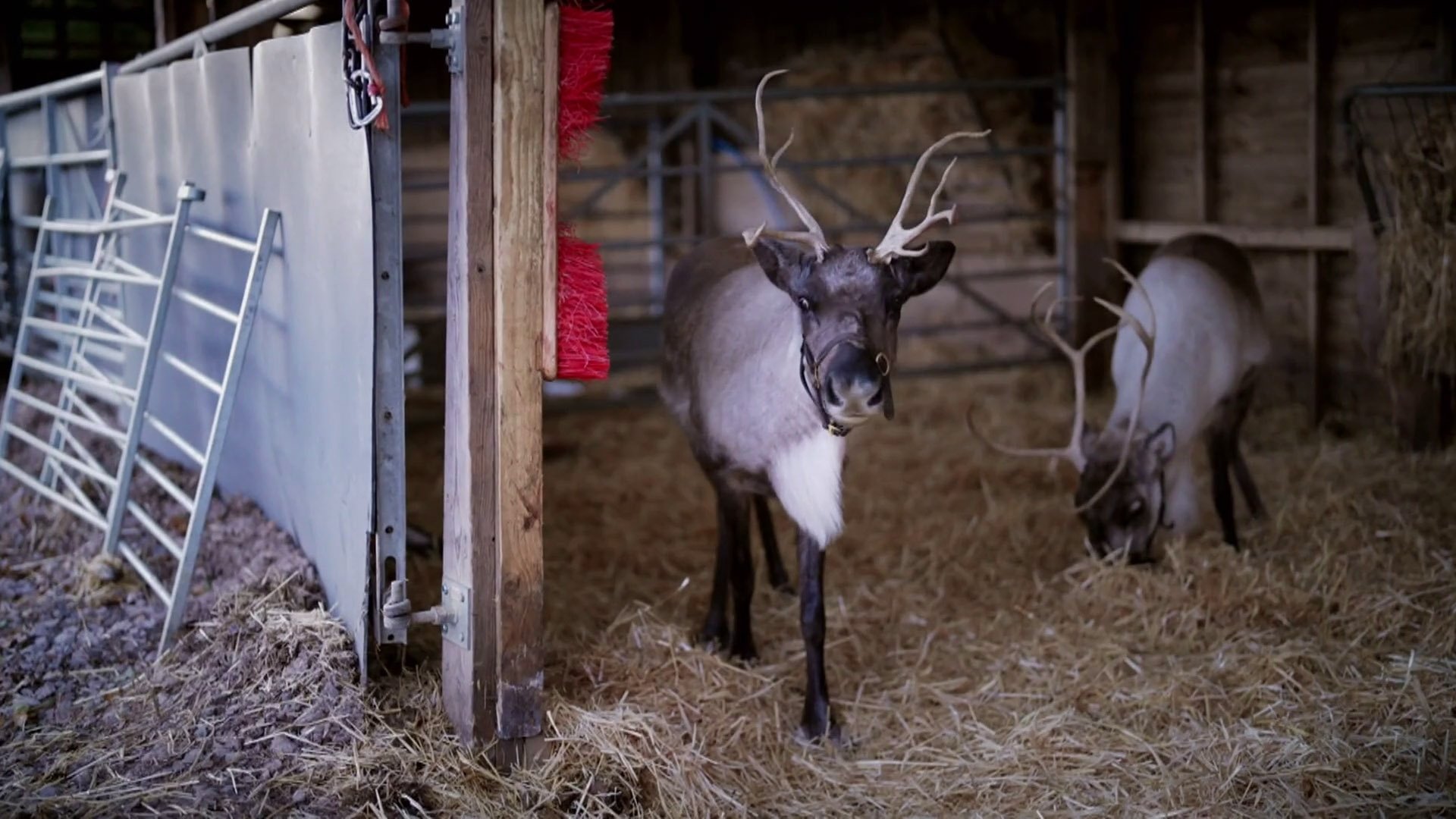 Christmas in the Cotswolds|Christmas in the Cotswolds