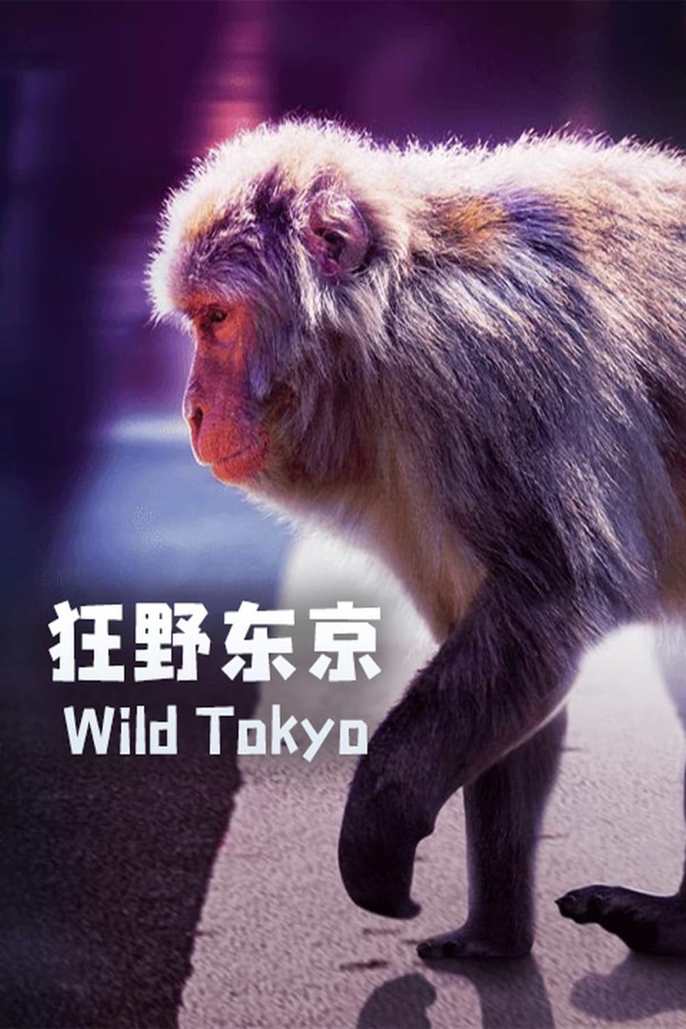 Wild Tokyo | Wild Tokyo