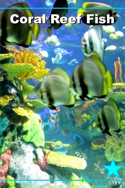 Beautiful Coral Reef Fish | Beautiful Coral Reef Fish