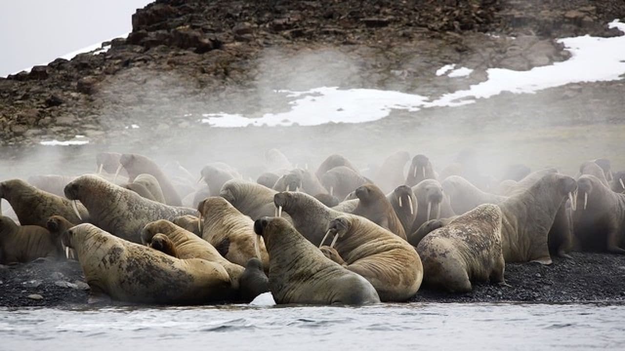 Siberia's Wild Year|Siberia's Wild Year