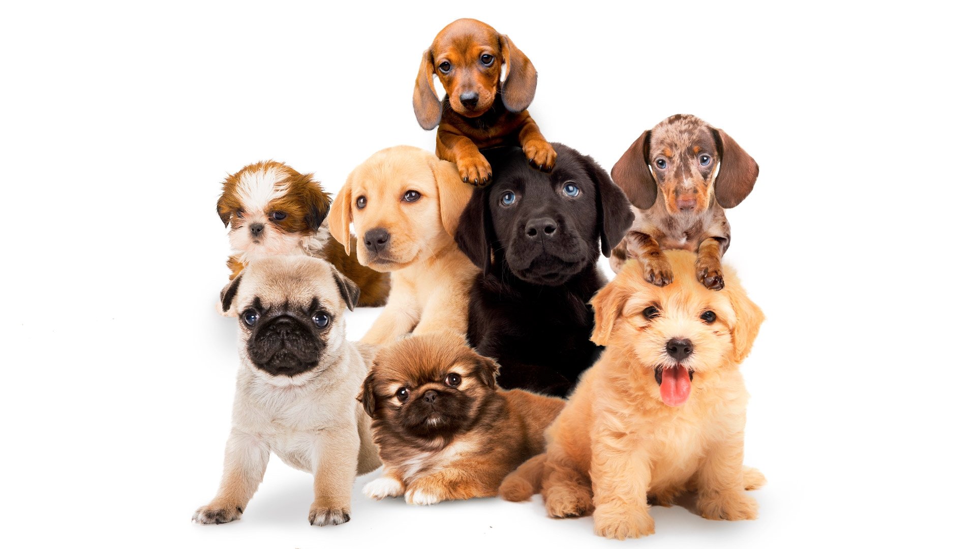 Puppy Time!|Puppy Time!