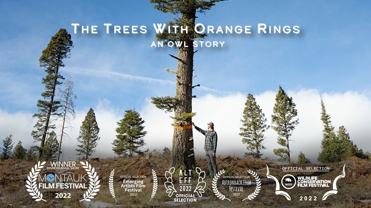 The Trees with Orange Rings|The Trees with Orange Rings