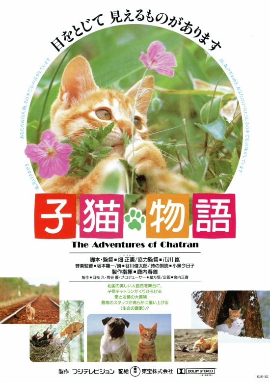 子猫物語 | 子猫物語