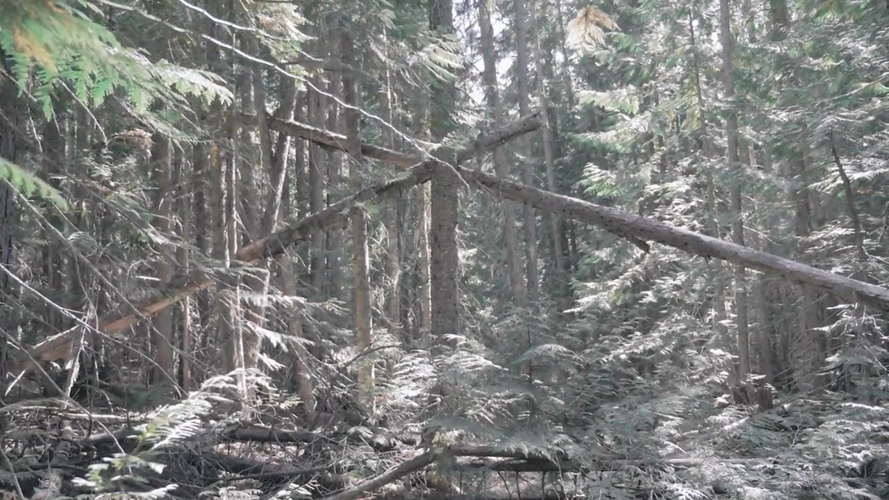 Bigfoot Encounters in the Pacific Northwest|Bigfoot Encounters in the Pacific Northwest