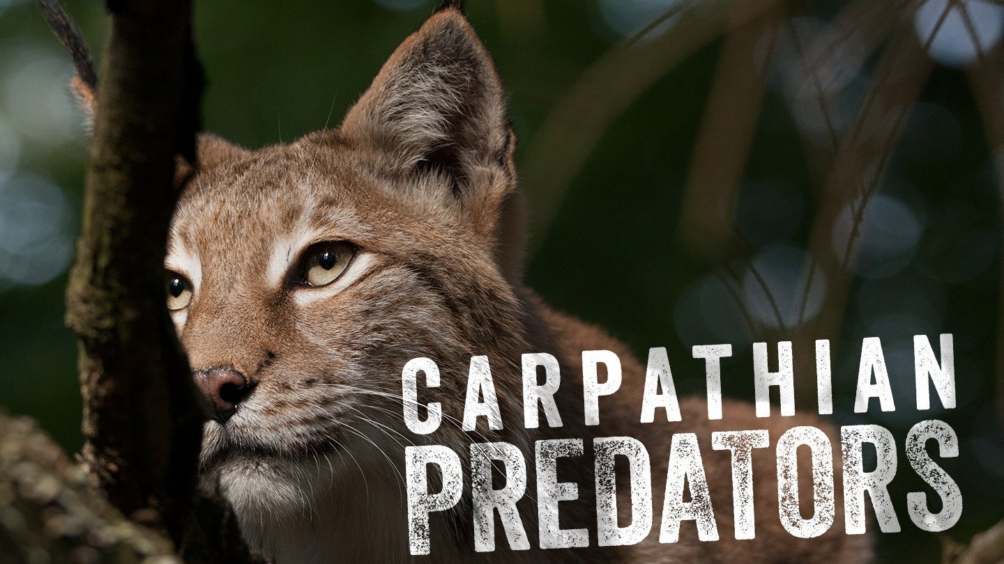 Carpathian Predators|Carpathian Predators