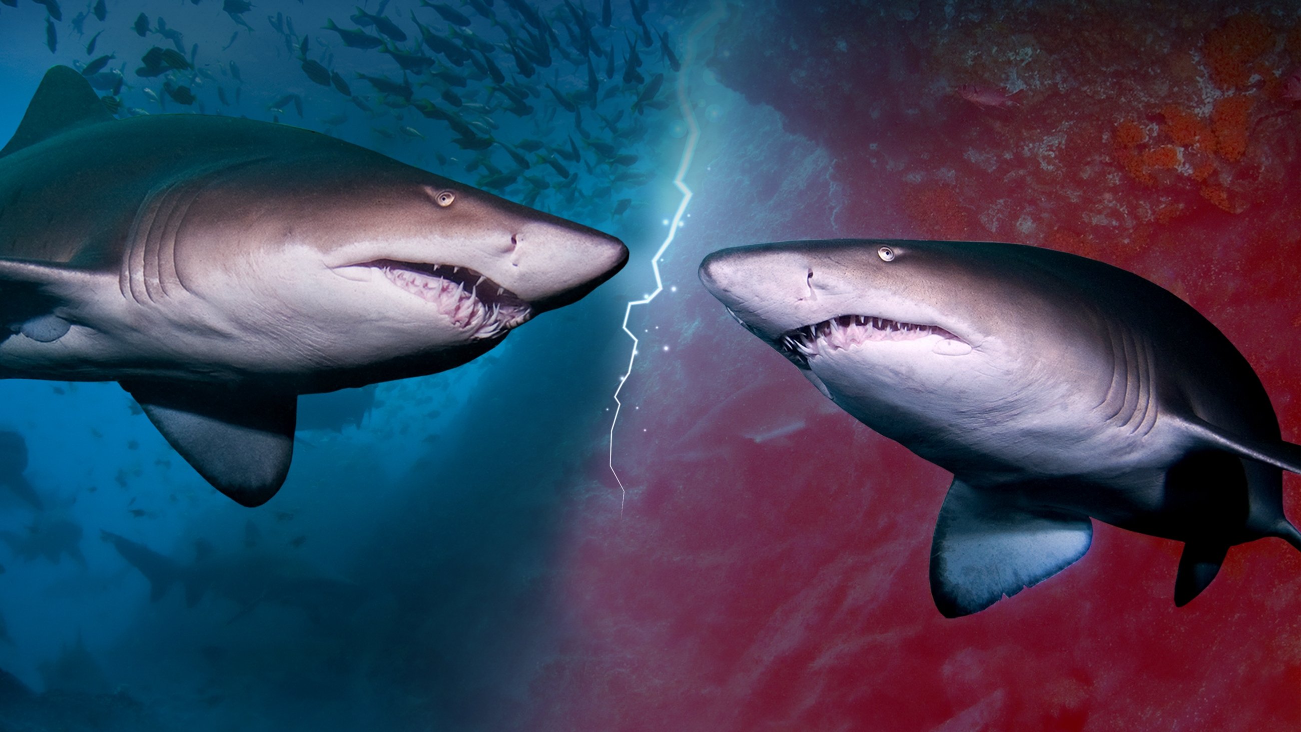 Cannibal Sharks|Cannibal Sharks