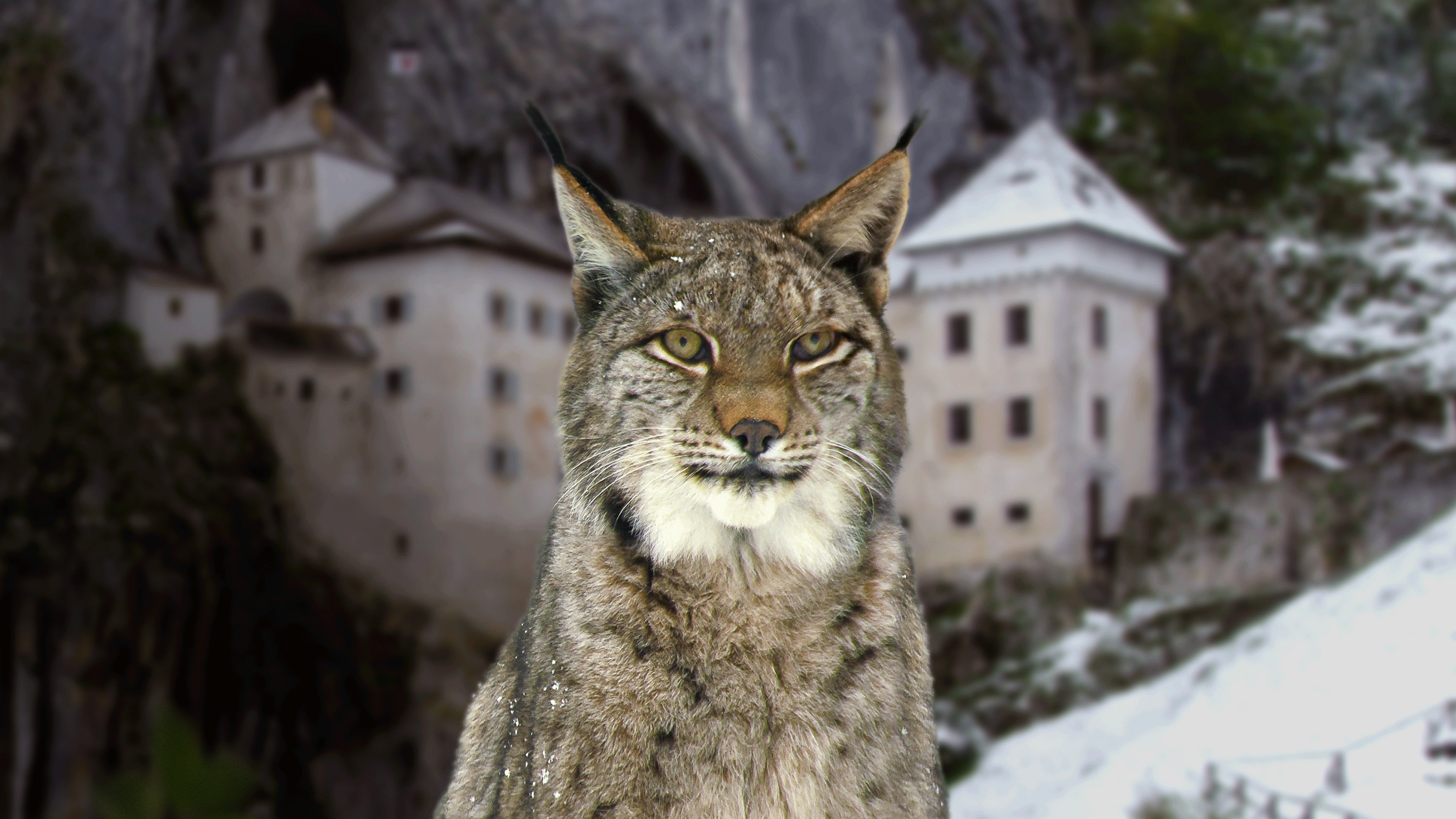 Wild Castles|Wild Castles