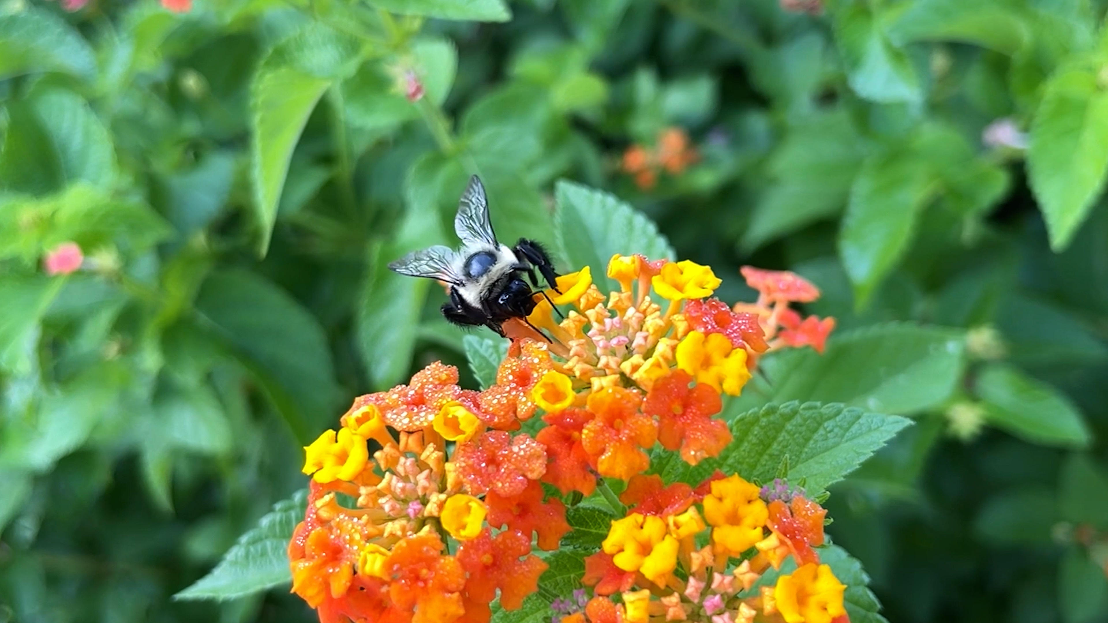 The Last Bumblebee|The Last Bumblebee