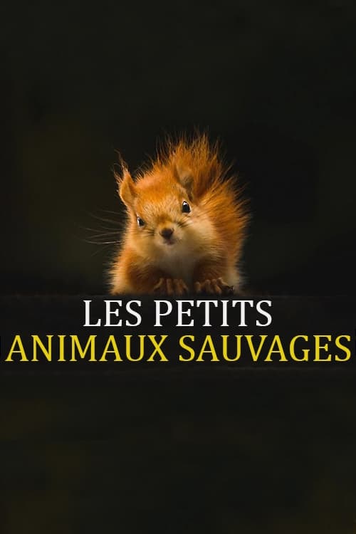 Les Petits Animaux Sauvages | Les Petits Animaux Sauvages