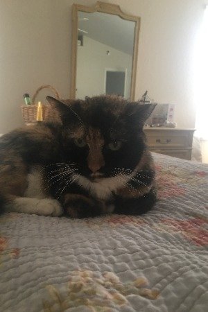 بازیگر Stella the Cat  