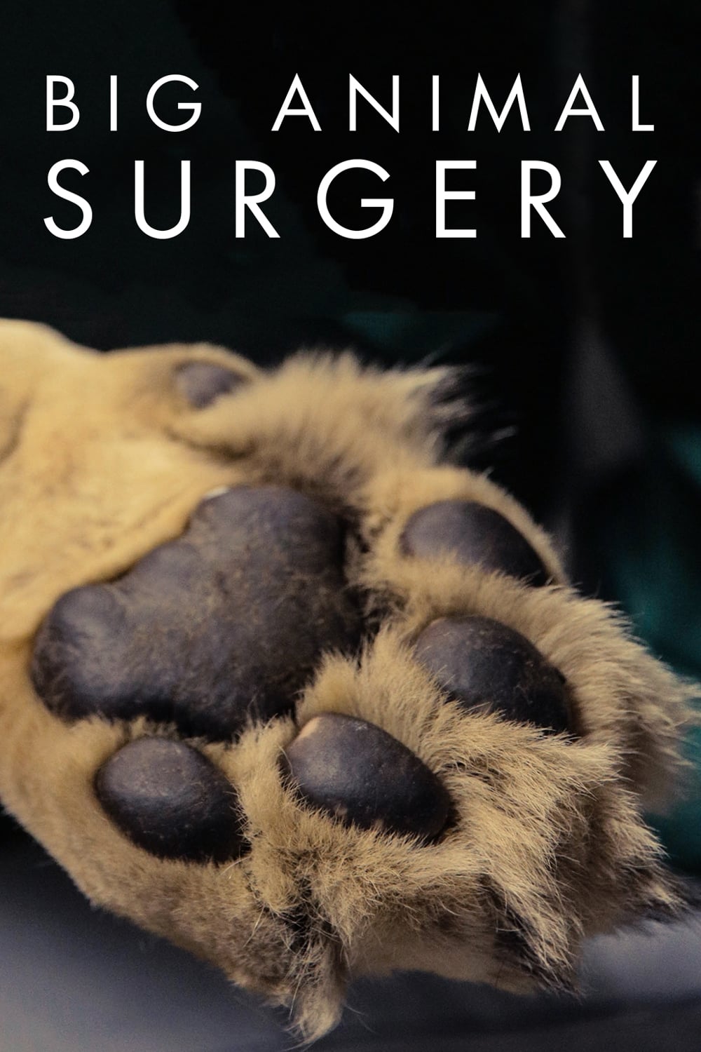 Big Animal Surgery | Big Animal Surgery