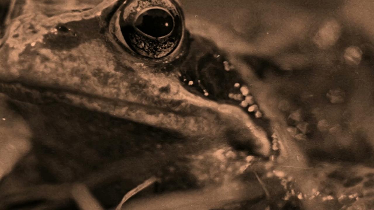 Dal pianeta degli umani|Dal pianeta degli umani