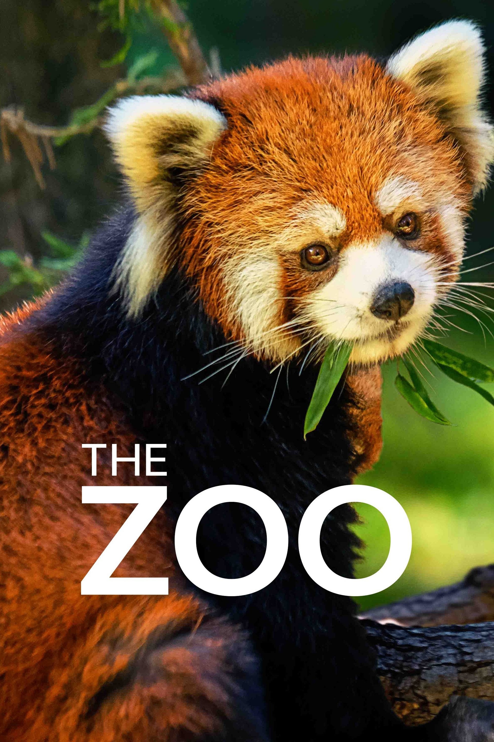 The Zoo | The Zoo