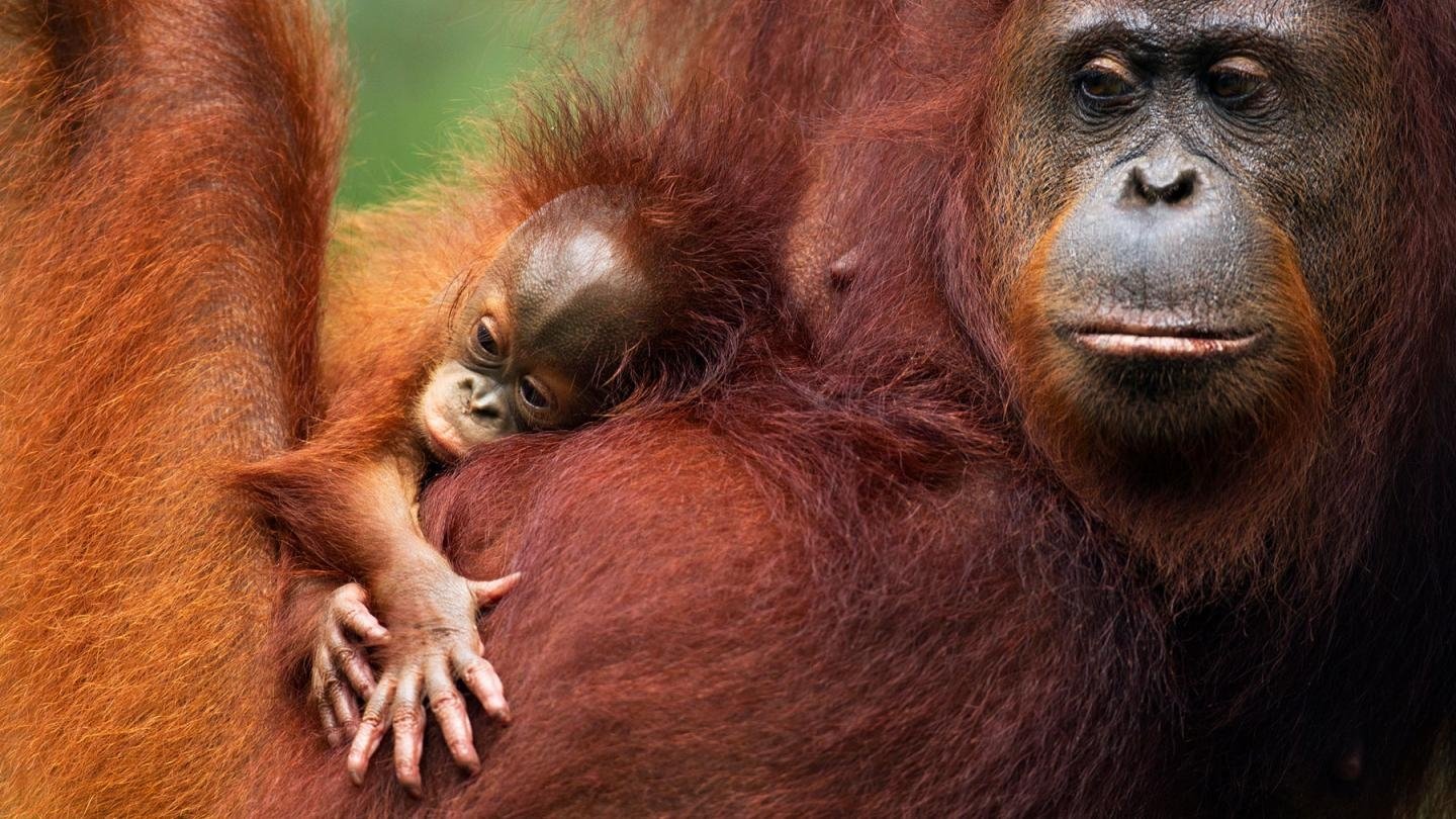 Orang-Utans - Borneos Waldmenschen|Orang-Utans - Borneos Waldmenschen