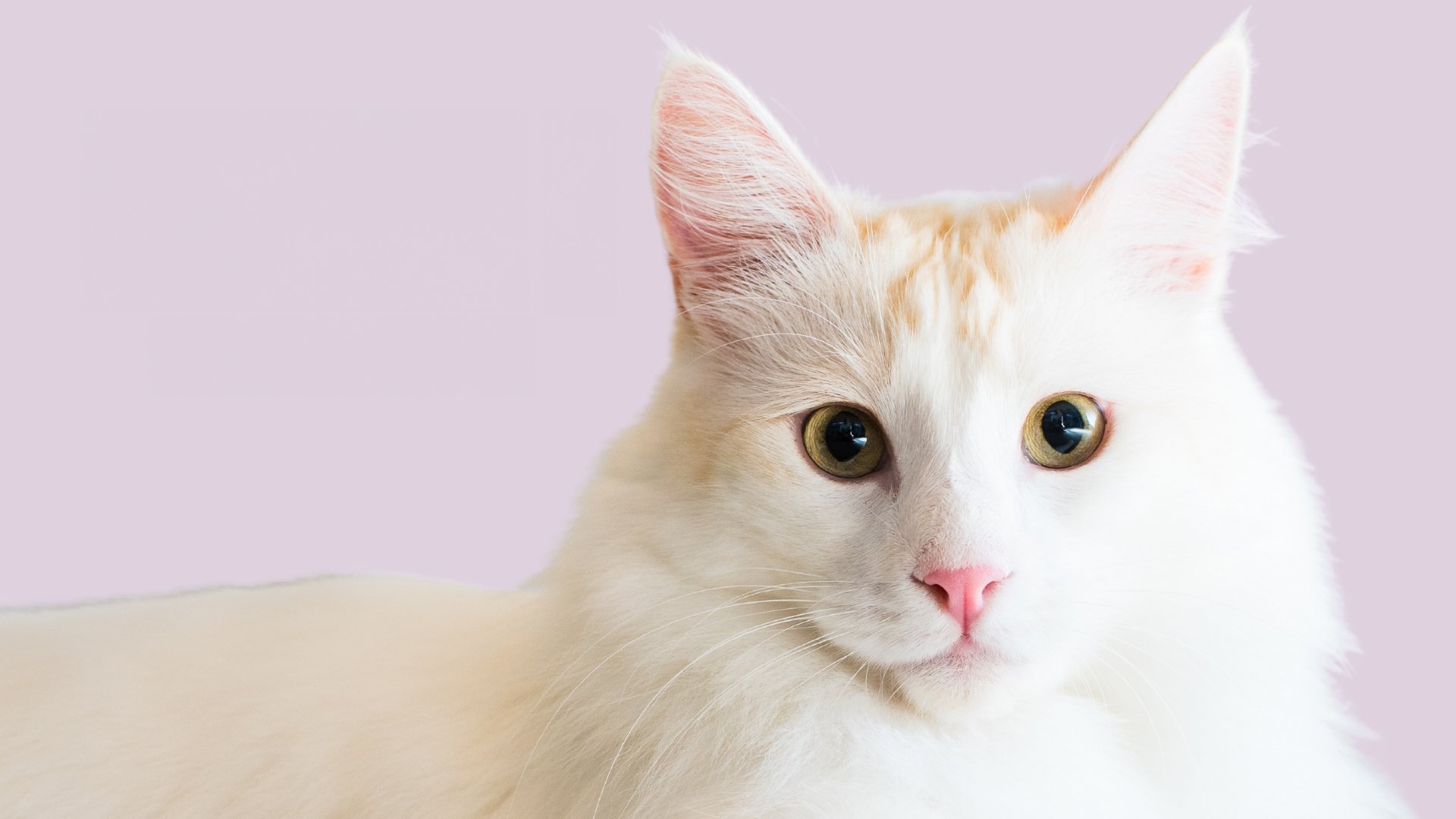 Catwalk 2: The Comeback Cats|Catwalk 2: The Comeback Cats