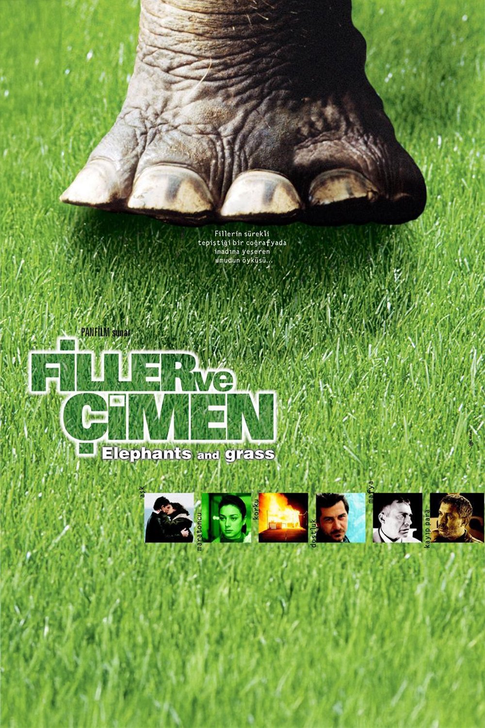 Filler ve Çimen | Filler ve Çimen