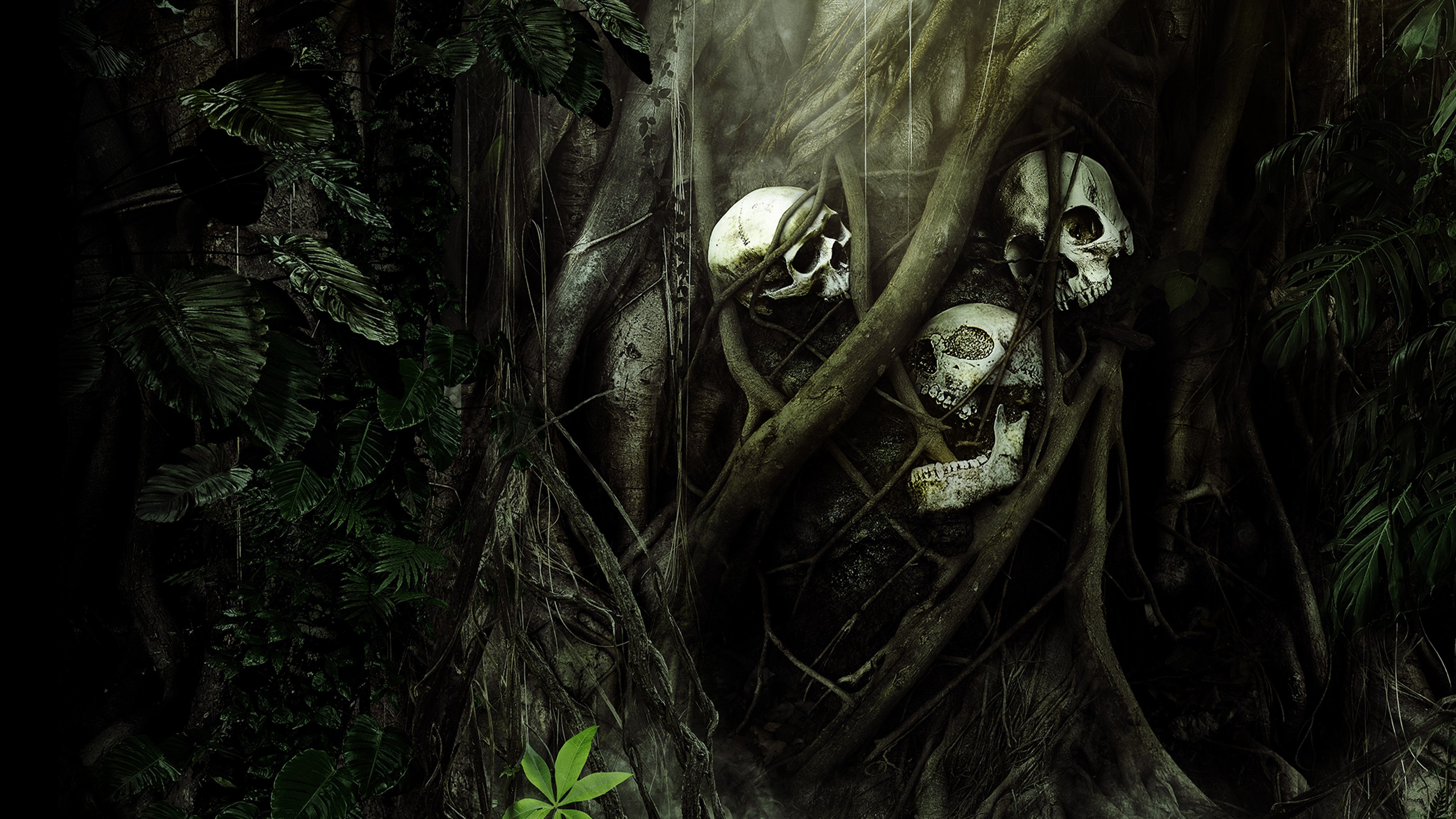 Secrets in the Jungle|Secrets in the Jungle