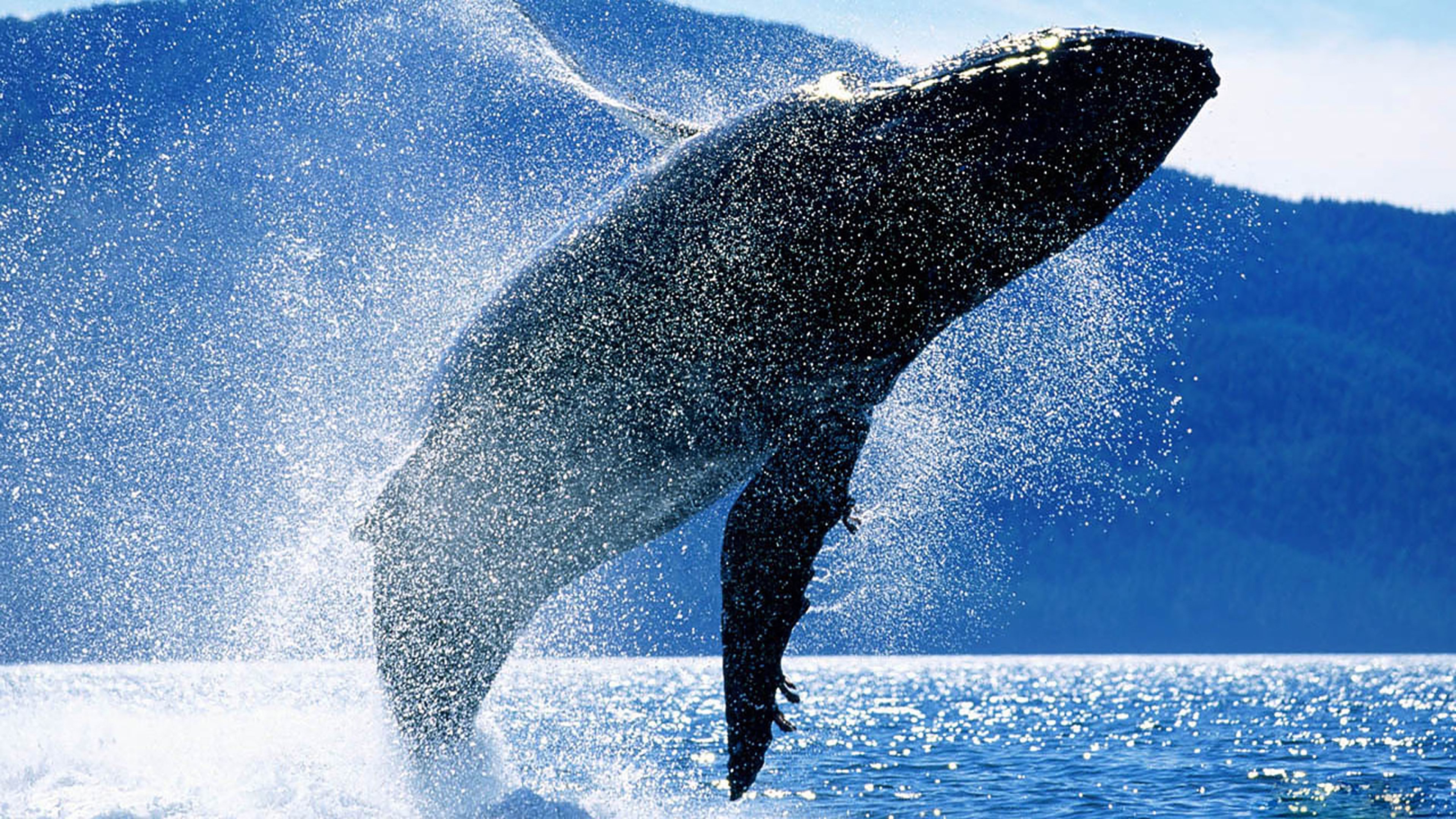 Whales: An Unforgettable Journey|Whales: An Unforgettable Journey