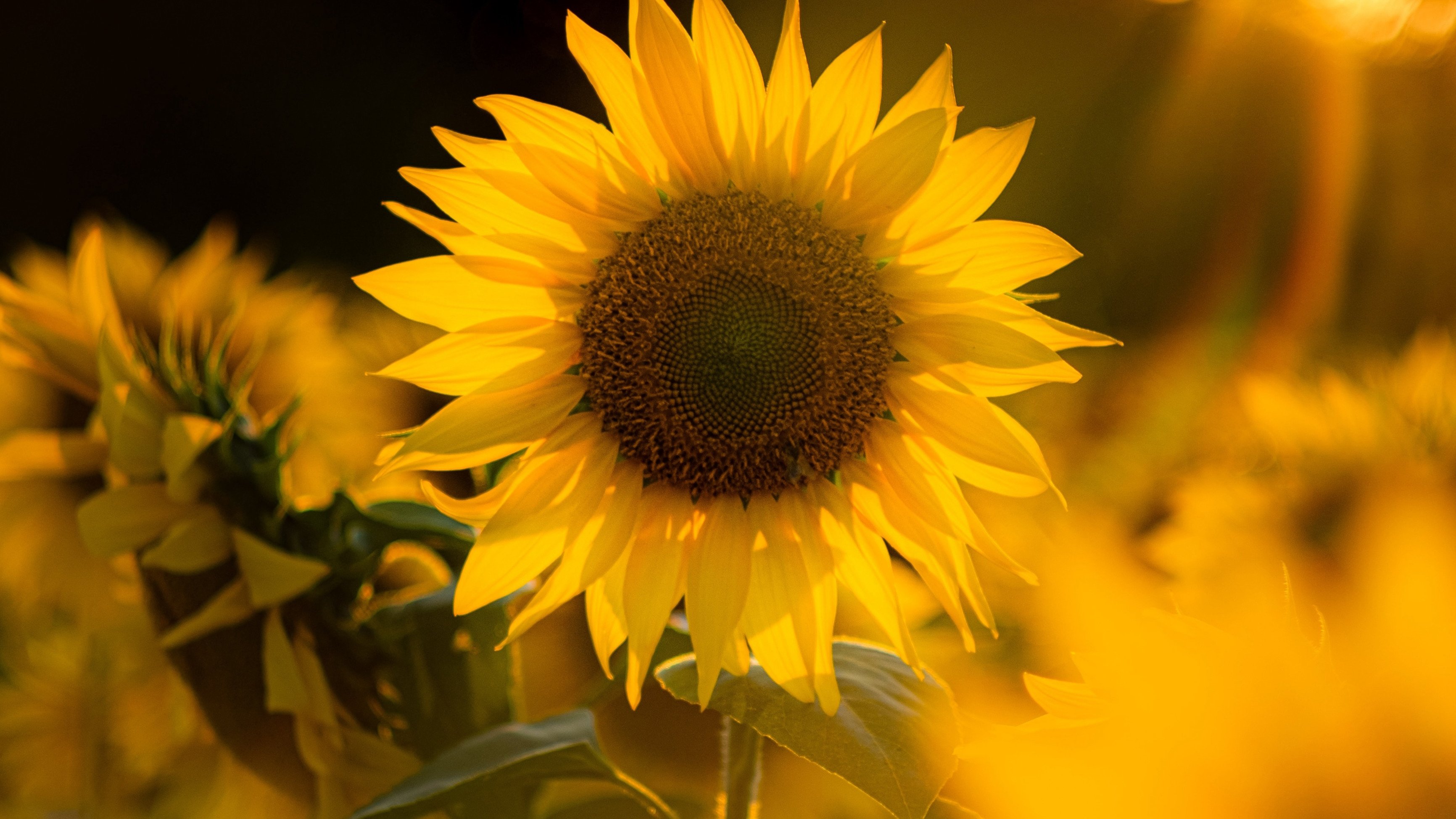 Super plantes|Super plantes