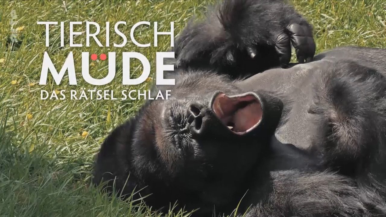 Tierisch müde - Das Rätsel Schlaf|Tierisch müde - Das Rätsel Schlaf