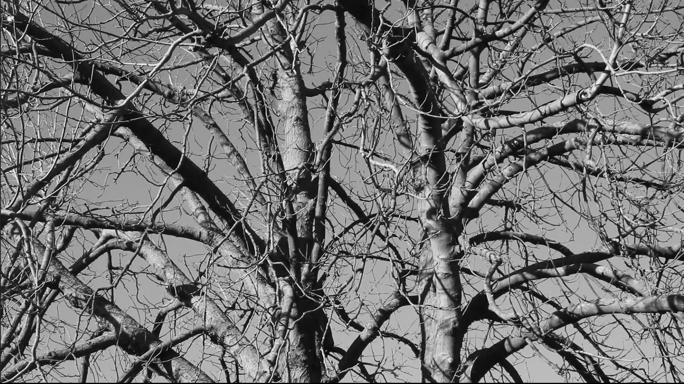 Damned Wood|Damned Wood