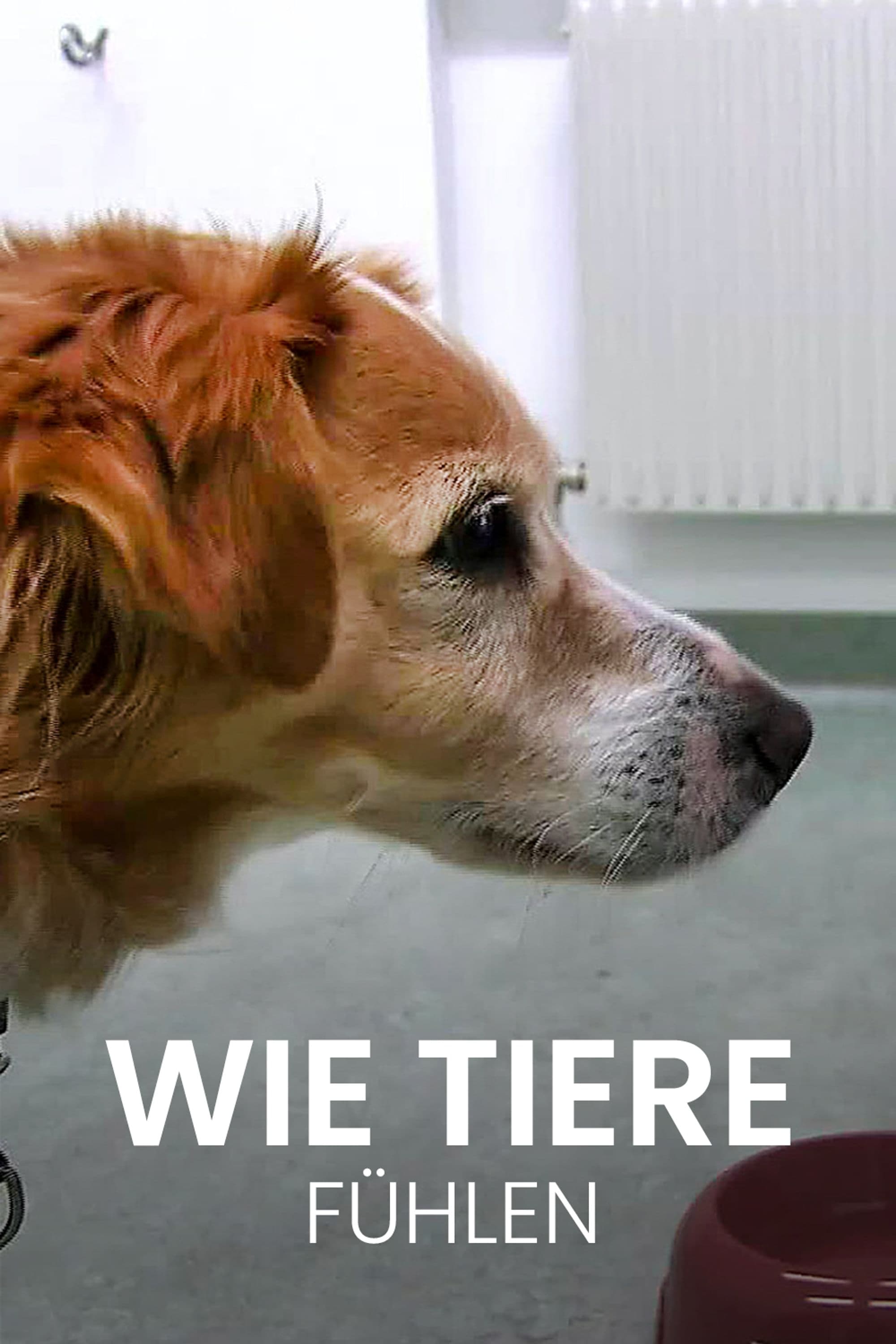 Wie Tiere fühlen | Wie Tiere fühlen