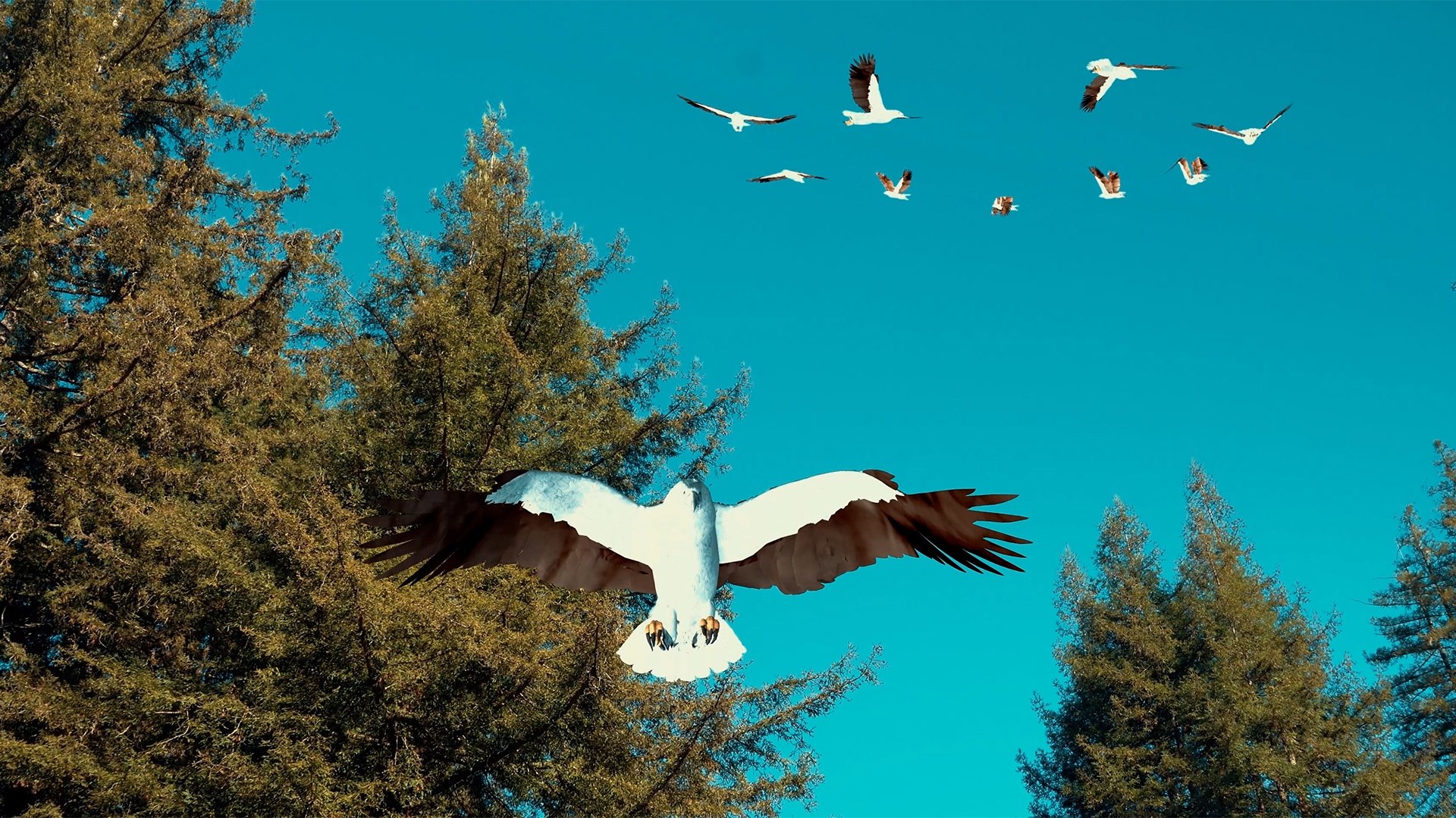 Birdemic 3: Sea Eagle|Birdemic 3: Sea Eagle