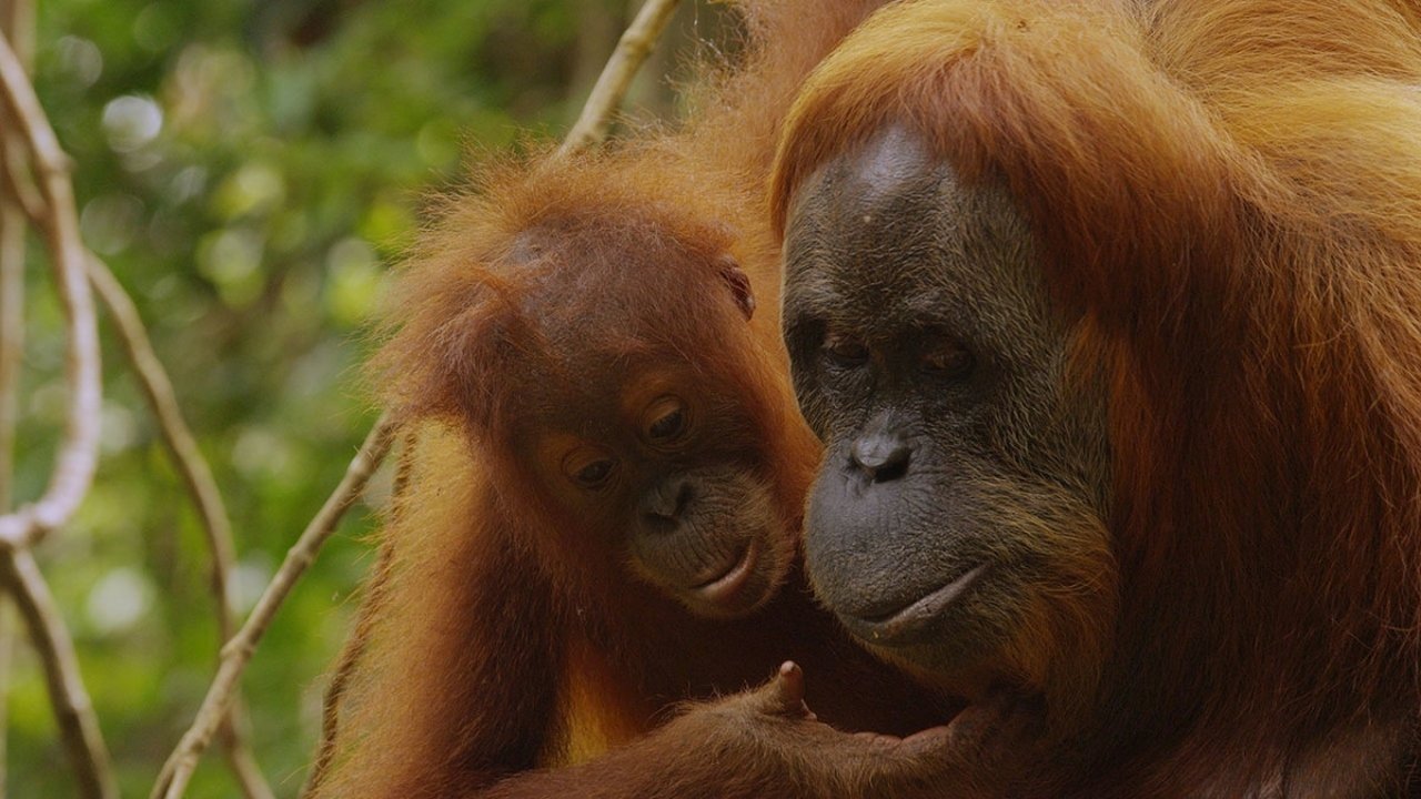 The Last Orangutan Eden|The Last Orangutan Eden
