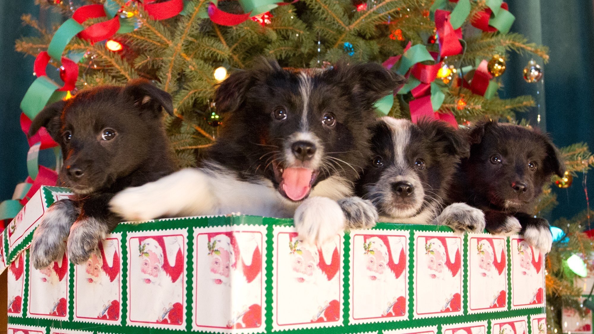 12 Dogs of Christmas: Great Puppy Rescue|12 Dogs of Christmas: Great Puppy Rescue