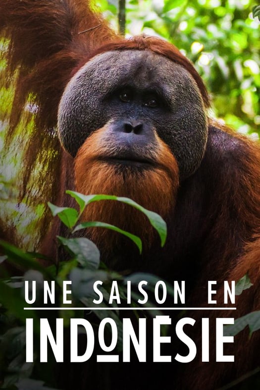 Une saison en Indonésie | Une saison en Indonésie