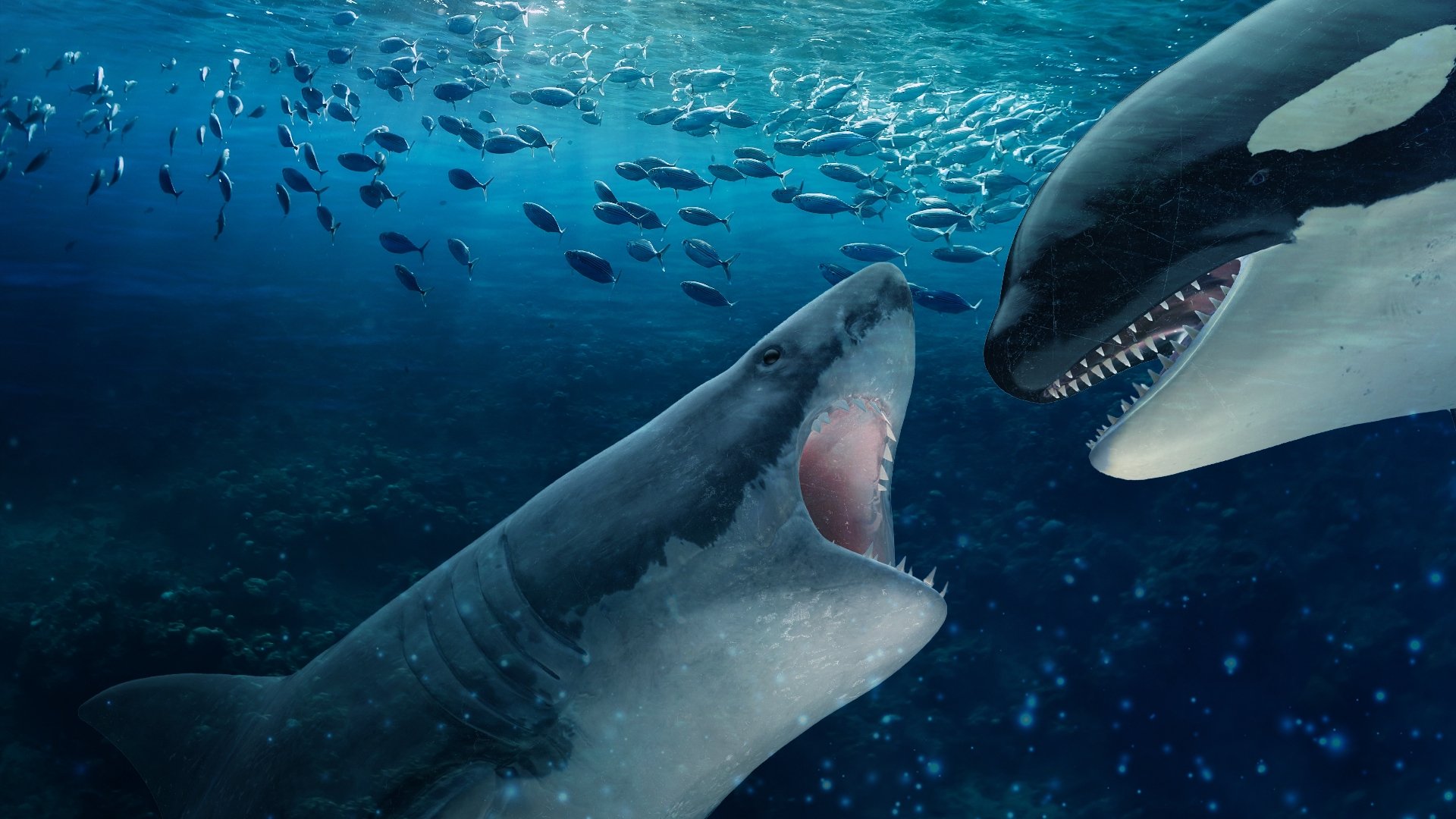 Orca Vs. Great White|Orca Vs. Great White