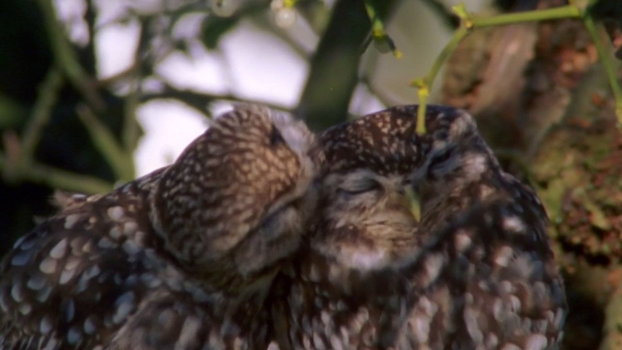 The Owls and the Orchard|The Owls and the Orchard