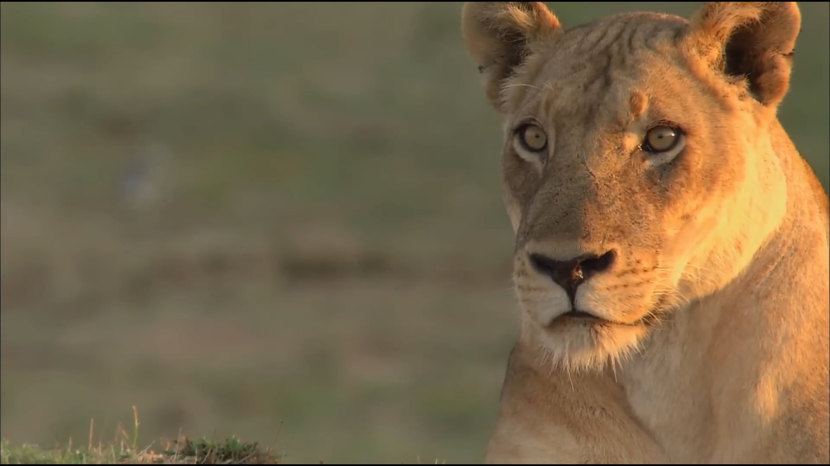 Lions of Crocodile River|Lions of Crocodile River