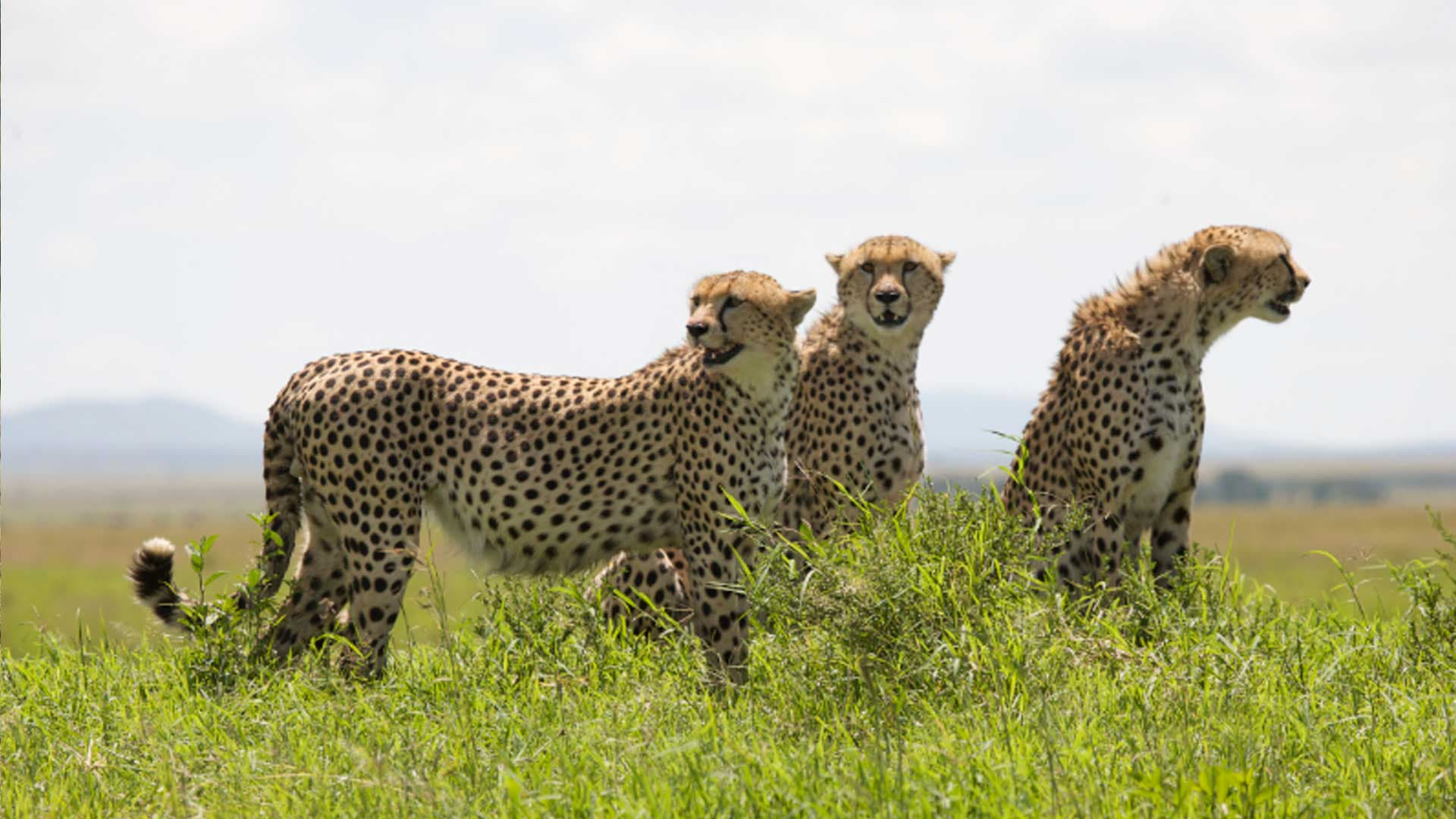 African Cats|African Cats
