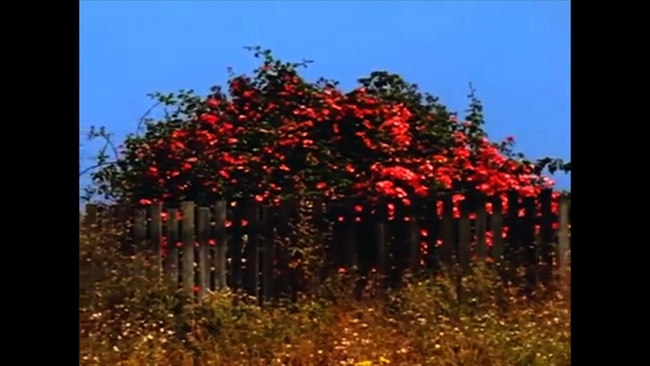 Sem TÍtulo #9: Nem Todas as Flores da Falta|Sem TÍtulo #9: Nem Todas as Flores da Falta